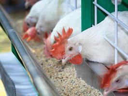 poultry feed in ghana