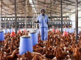poultry farming ghana