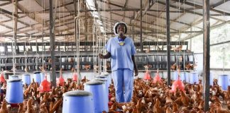 poultry farming ghana