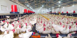 poultry farms