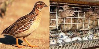quail farming ghana