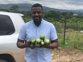 cucumber farming