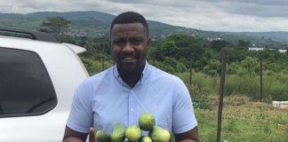 cucumber farming
