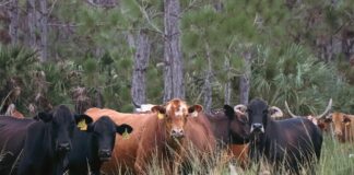 wagyu price